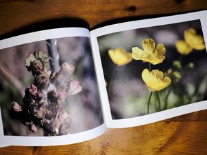 Weinreben mit Knospen und gelbe Butterblumen