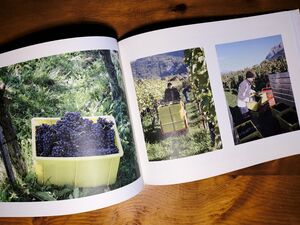 Weinlese im Herbst mit Trauben, Weinkisten und Erntehelfer